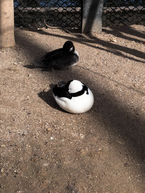 Duck with some great contrast