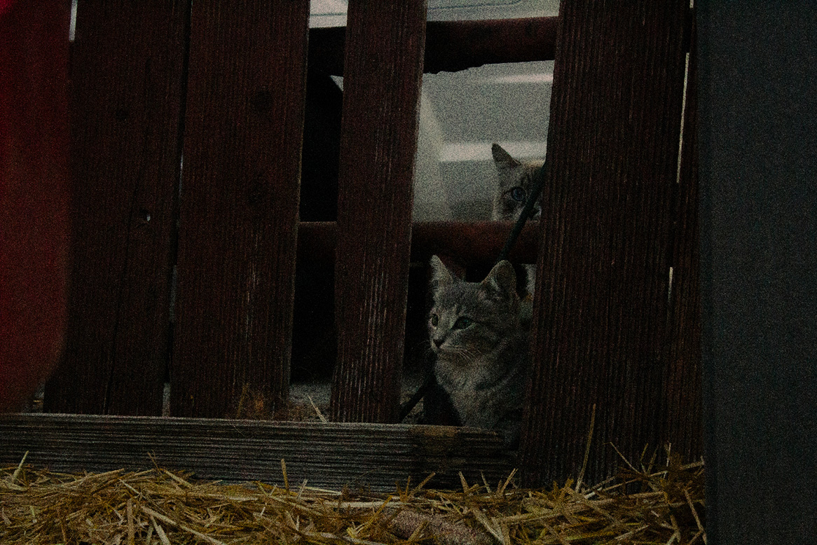 Kurious Kitties at the Pumpkin Patch